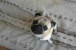 Mopshond GIF. Dieren Gifs Hond Mopshond Glimlach 