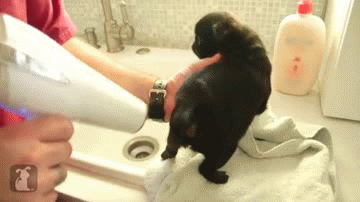 Dieren Gifs Hond Mopshond glimlach 
