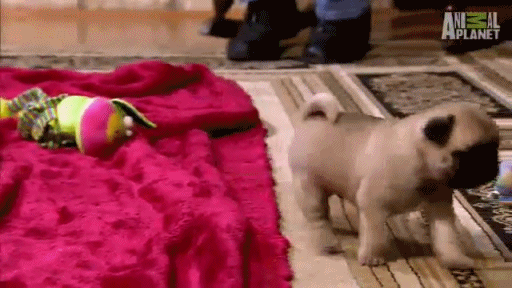 Dieren Film Schattig Gifs Hond Mopshond kraag geprepareerde 