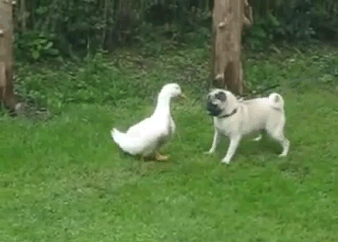 Dieren Gifs Hond Mopshond likken scherm 