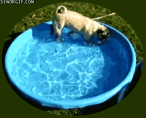 Mopshond GIF. Dieren Gifs Mopshond Pattycake 