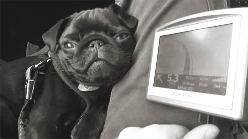 Dieren Grappig Schattig Baby Gifs Hond Mopshond voortvarend wandelaar walkng 