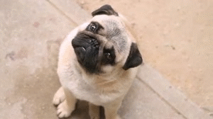 Honden GIF. Dieren Televisie Tv Gifs Hond Mopshond Volgend Bedrogen 
