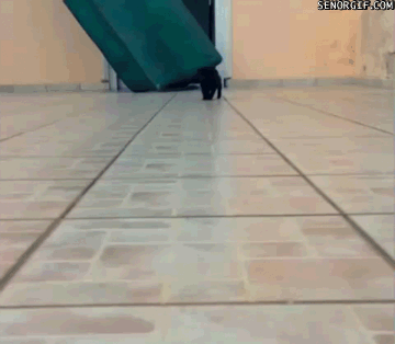 Dieren Gifs Mopshond 