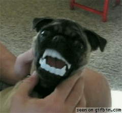 Honden GIF. Dieren Gifs Hond Mopshond Glimlach 
