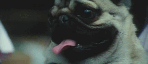 Dieren Tong Gifs Mopshond het+wachten levendig 