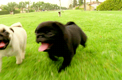 Mopshond GIF. Dieren Gifs Mopshond Trap Stuiteren Hop 