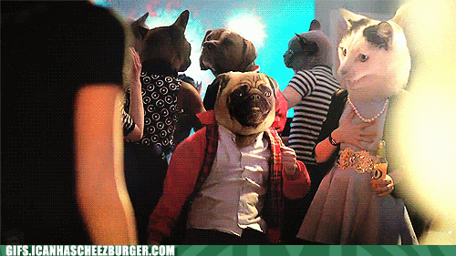 Dieren Film Gifs Hond Mopshond schudden 