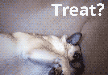 Dieren Honden Water Vervoer Gifs Hond Mopshond mythen 