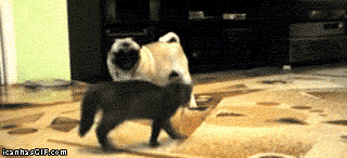 Dieren Grappig Muziek Piano Gifs Hond Mopshond 