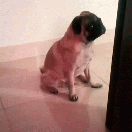 Honden GIF. Dieren Honden Schattig Gifs Hond Mopshond Hongerig Handtastelijkheden Behandelen 