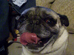 Honden GIF. Dieren Handen Gifs Hond Mopshond Schuit 