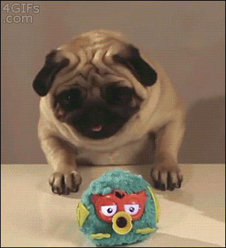 Dieren Handen Gifs Hond Mopshond schuit 