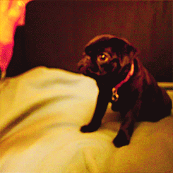 Mopshond GIF. Anime Dieren Kawaii Gifs Mopshond Anine 