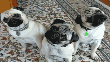 Dieren Gifs Mopshond 