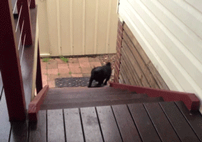 Mopshond GIF. Dieren Schattig Thuis Gifs Mopshond Dier Huisdier 