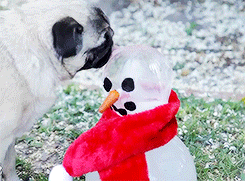 Mopshond GIF. Dieren Gifs Hond Mopshond 