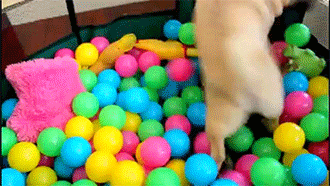 Dieren Grappig Gifs Hond Mopshond geen aminals 
