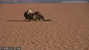 Mopshond GIF. Dieren Schattig Gifs Hond Mopshond Critter Bantha 