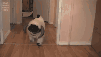 Dieren Schattig Gifs Mopshond 