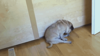 Dieren Schattig Home Ogen Gifs Hond Mopshond ernstig app ios kalm+worden stillyappcom 