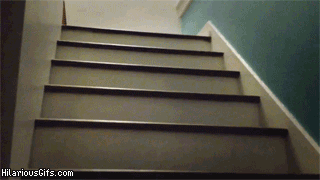 Dieren Gifs Hond Mopshond opgewonden trap stuiteren 