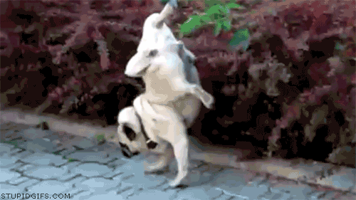 Dieren Puppy Gifs Hond Mopshond likken lappen 
