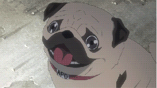 Dieren Grappig Spelen Lopen Kat Gifs Hond Mopshond wtf verwonderd hi lopend levendig 