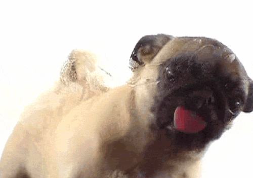 Dieren Gifs Hond Mopshond likken scherm 