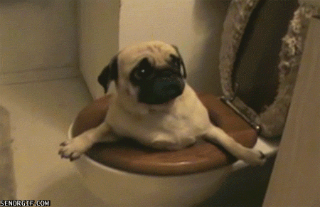 Dieren Gifs Mopshond trap 