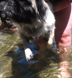 Mopshond GIF. Dieren Spelen Gifs Mopshond Lopend 