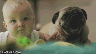 Dieren Gifs Hond Mopshond wtf likken nieuwsgierig toilet halp 