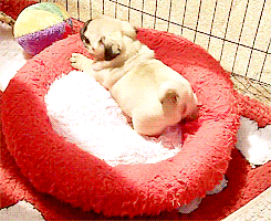 Mopshond GIF. Dieren Grappig Gifs Mopshond Tottie 