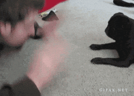 Mopshond GIF. Dieren Gifs Mopshond Pattycake 