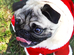 Honden GIF. Dieren Kerstmis Gifs Hond Mopshond Santa 