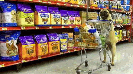 Dieren Gifs Hond Mopshond het+winkelen puglife 