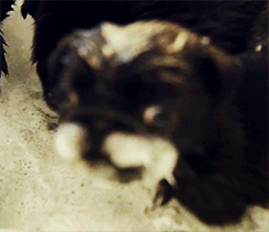 Mopshond GIF. Dieren Spelen Gifs Mopshond Lopend 