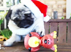 Mopshond GIF. Dieren Kerstmis Gifs Hond Mopshond Santa 