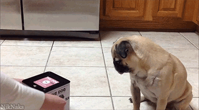 Dieren Honden Bang Puppy Gifs Hond Mopshond 