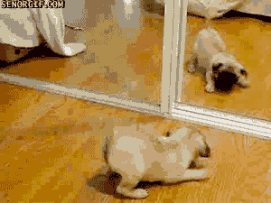 Mopshond GIF. Dieren Spelen Gifs Mopshond Bijtend 