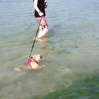 Dieren Grappig Gifs Hond Mopshond u wtf speelbal gedaan 
