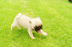 Dieren Gifs Hond Mopshond het+winkelen puglife 