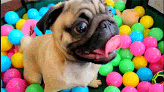 Dieren Grappig Gifs Hond Mopshond geen aminals 
