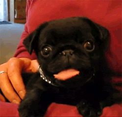 Honden GIF. Dieren Verward Gifs Hond Mopshond 