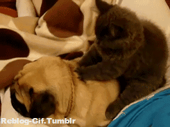 Honden GIF. Dieren Film Gifs Hond Mopshond Schudden 