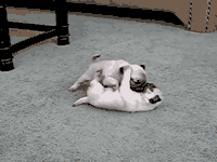 Mopshond GIF. Dieren Chocolade Gifs Hond Mopshond Brutaal Fabriek 