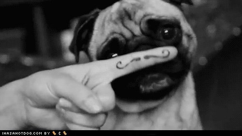 Dieren Gifs Hond Mopshond likken 