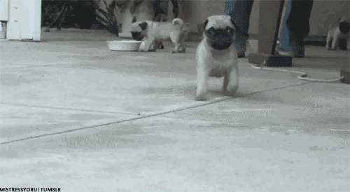 Dieren Schattig Gifs Hond Mopshond katje mauls 