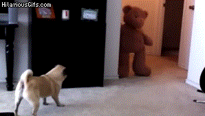 Mopshond GIF. Dieren Gifs Hond Mopshond Likken 
