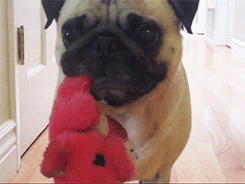 Mopshond GIF. Dieren Cartoons Kawaii Gifs Hond Mopshond Nee Frederatorblog Animaties Cartoonhangover 